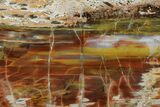Colorful, Polished Petrified Wood (Araucarioxylon) Slab - Arizona #184713-2